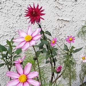 Meet your Posher, Annika